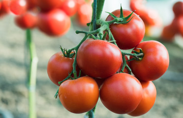 Ripe tomatoes in garden ready to harvest