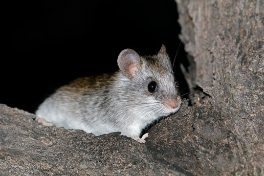 A nocturnal Acacia tree rat (Thallomys paedulcus) sitting in a tree, South Africa.