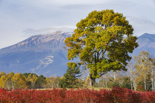 紅葉したブルーベリーとナラの木