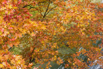 紅葉の風景