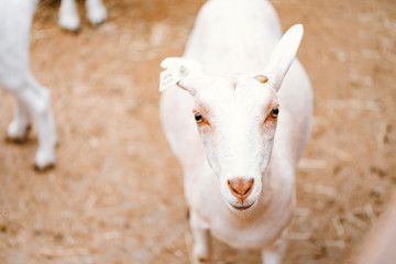 Obraz premium ヤギ