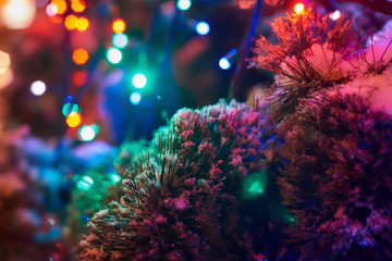 Snowy fir tree branches illuminated with colorful lights