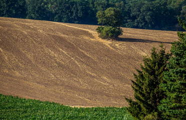 A green corn field and a harvested field