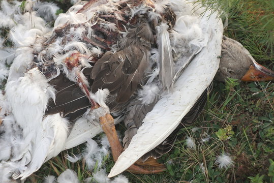 Dead Goose Killed By Fox