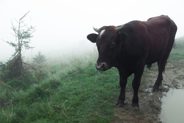 foggy summer morning