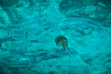Jellyfish in the turquoise water in the sea.