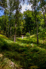 Wild nature of a deciduous forest in the hills