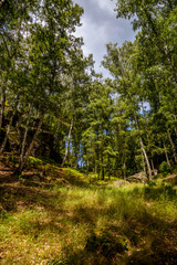 Wild nature of a deciduous forest in the hills