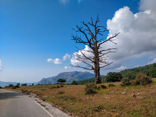 road, landscape, sky, tree, nature, green, rural, grass, country, blue, field, cloud, summer, forest, meadow, countryside, highway, horizon, outdoor, clouds, asphalt, way, trees, nobody, travel