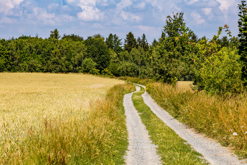 Fototapeta na wymiar Summer landscape with path, field and forest