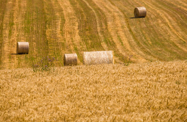 Straw bales on the field