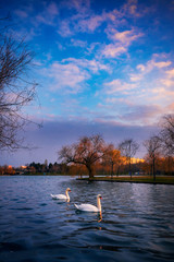 Naklejka na ściany i meble Two swans on a lake on a cold morning