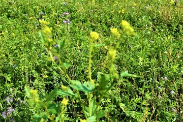 Wald - Wasser - See - Spiegelung