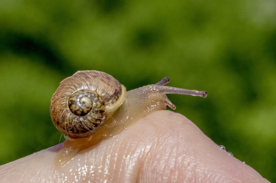 Lumaca che si muove sopra una mano lasciando la scia di bava
