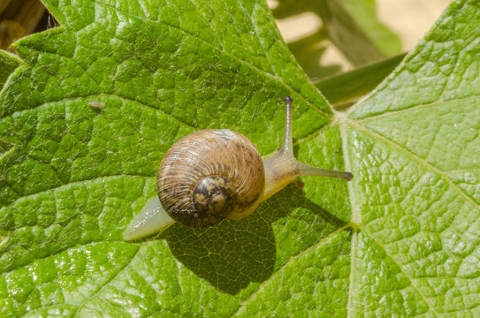Lumaca che si muove sopra una foglia verde
