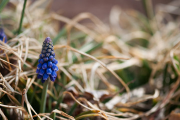 Grape Hyacinth Flower Buds