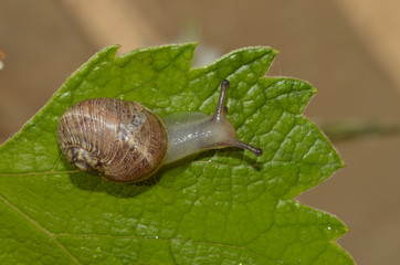 Lumaca che si muove sopra una foglia verde