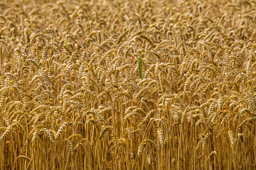 detail field with wheat before harvest
