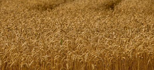 detail field with wheat before harvest