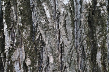 Fototapeta premium bark of a tree