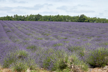 Fototapeta na wymiar The lavender field before flowering.