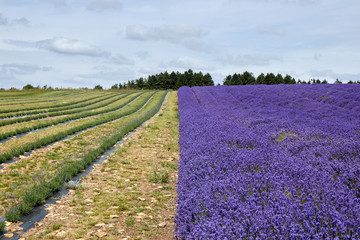 The lavender field before flowering.