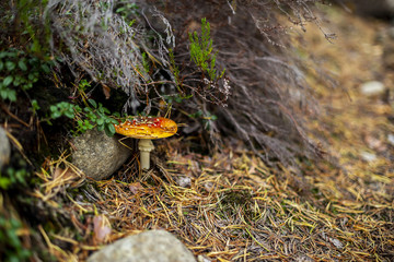 Mushrooms in the forest wilderness