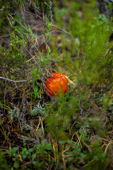 Mushrooms in the forest wilderness