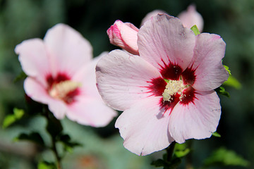Pink hibiscus flowers in the garden on blurred green background.
