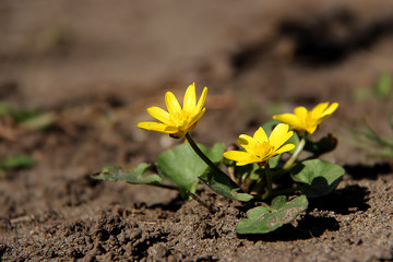 Yellow flowers (Ficaria verna) with green leaves at spring. Lesser celandine (Ranunculus ficaria) flowers in early spring. Spring background of flowers. First yellow spring flowers.