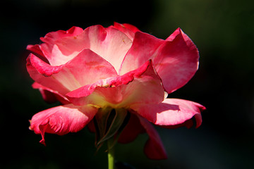 Close up of single natural beautiful rose flower in the garden. Beautiful rose flower on sunlight in the garden...