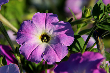 Purple petunia flowers in the garden in springtime. Flower bed with purple petunias.