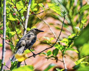 Bird Mimus saturninus in mulberry branch - Bird Sabiá do Campo