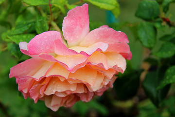 Close up of single natural beautiful rose flower in the garden. Beautiful rose flower on sunlight in the garden...
