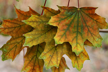 Leaves of Norway Maple or Acer platanoides in autumn. Autumn colorful leaves with details. Three colorful maple leaves.