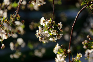 Closeup of cherry blossom. Cherry - Sakura and sun with background. Spring flowers. Beautiful blossoming tree branch. Spring background.