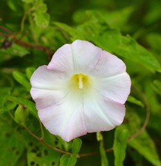 The white purplish flower on the shrub and a close view.