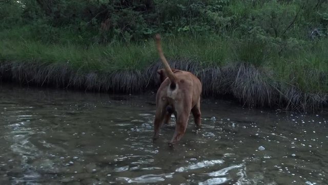 Hund (Rhodesian ridgeback) spielt im Wasser
