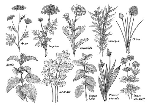 Herbs, spices, plants collection, illustration, drawing, engraving, ink, line art, vector