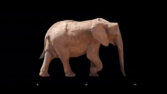 African elephant slowly walking seamlessly looped on black screen, real shot, isolated on alpha channel premultiplied with black and white matte, perfect for digital composition, cinema, 3d mapping