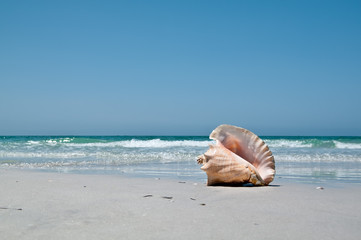 Fototapeta na wymiar Conch on the Beach