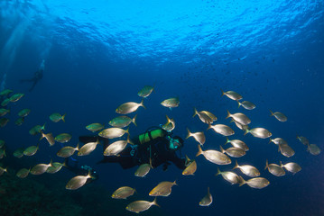 Diver swimming in a school of fish.