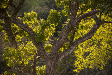 Oak tree