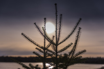 Fir tree tree at sunset