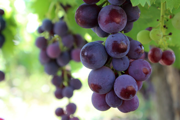 Red grapes hanging from the branch