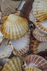 Seashell background, lots of Queen scallops