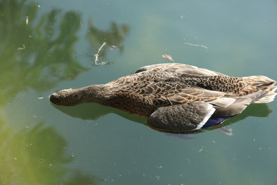 canard mort