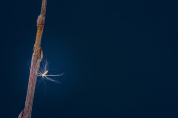 Early buds twigs of branches with soft buds