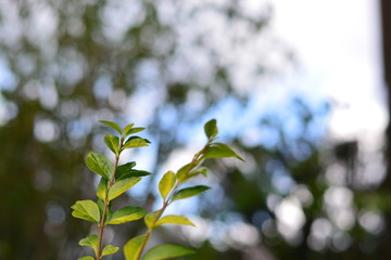 Small leaves on a thin branch attached to a bush