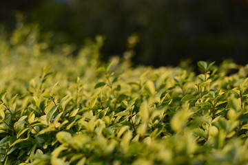 A side view of a bush filled with small yellow and green leaves, located inside of a forest
